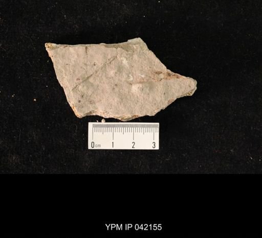 undet. Hymenoptera