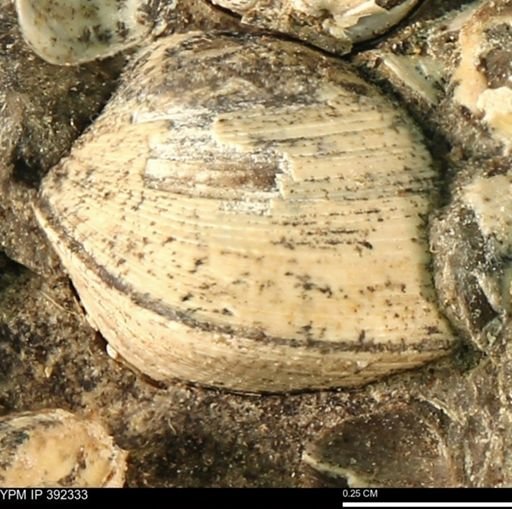 Protocardia subquadrata