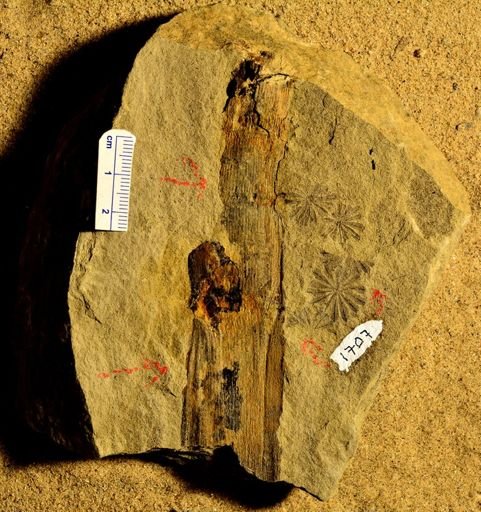 Calamites sp.