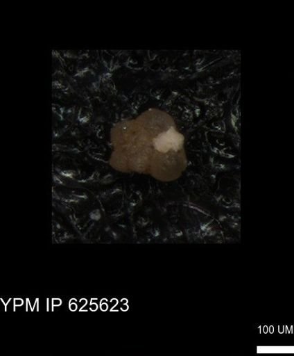 undet. Foraminiferida