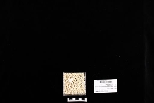 Heloderma suspectum