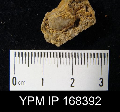 Leptaenisca tangens