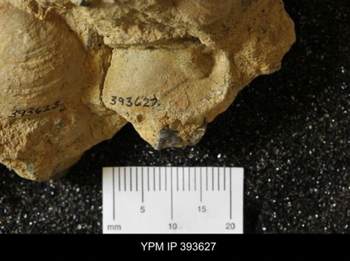 Corbicula?