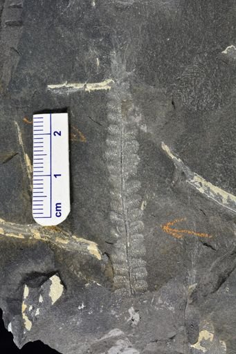 Pecopteris sp.