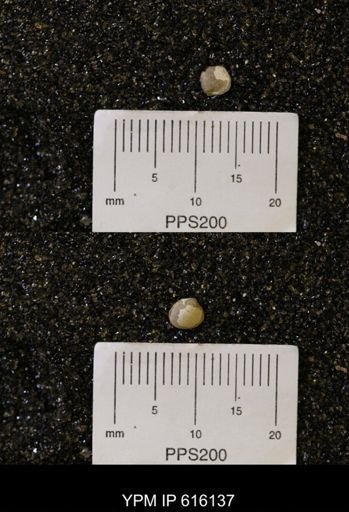 Protocardia subquadrata