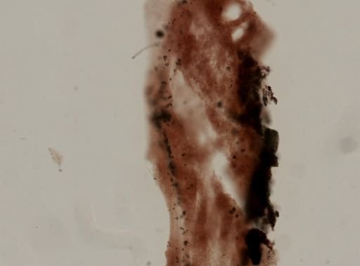 cf. Lamellodysidea herbacea