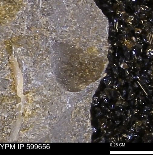 Protocardia subquadrata