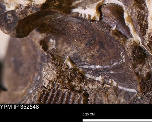 undet. Bivalvia