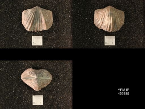 Platystrophia ponderosa var.