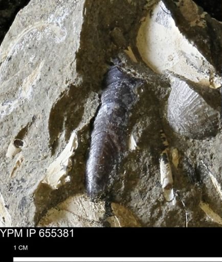Lingula nitida