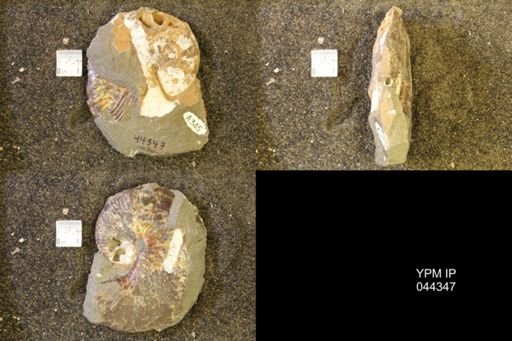 Hoploscaphites comprimus