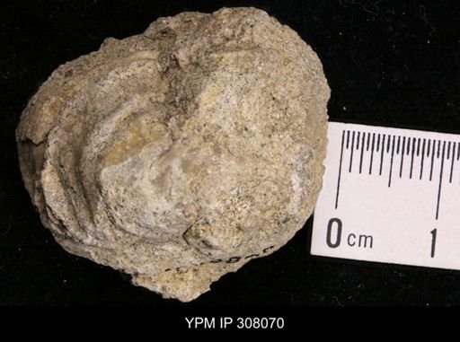 Inoceramus sp.