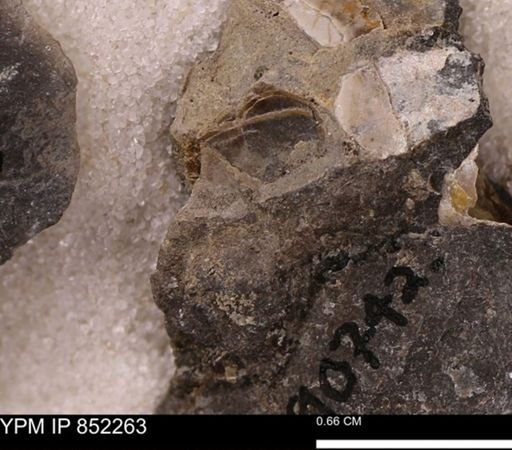 undet. Bivalvia