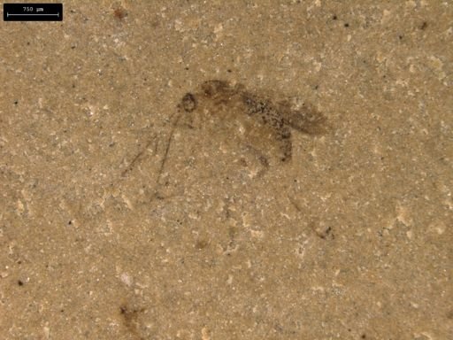 undet. Diptera