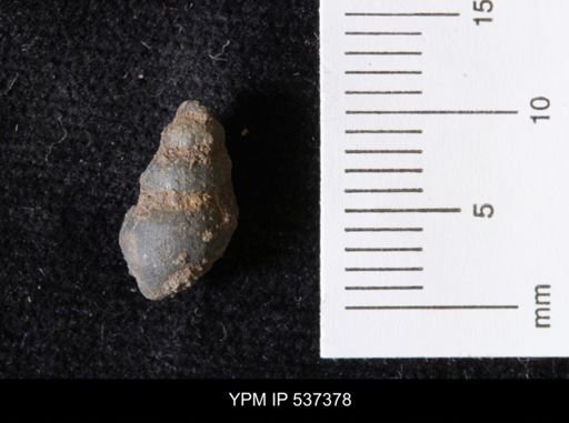 Goniobasis ortmanni