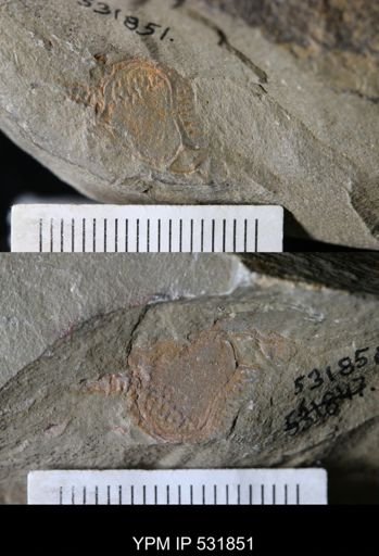 Chauvelicystis sp.