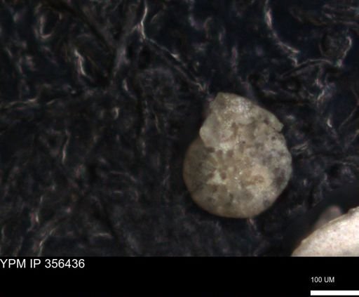 undet. Foraminiferida