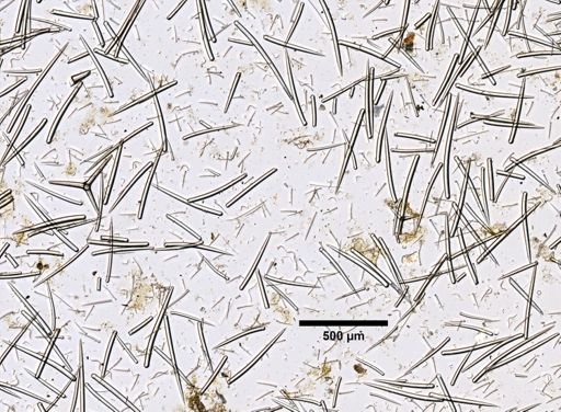 Microciona microjoanna