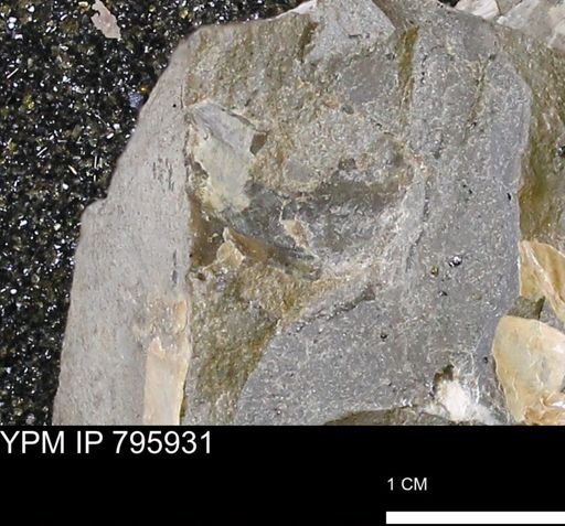 undet. Mollusca