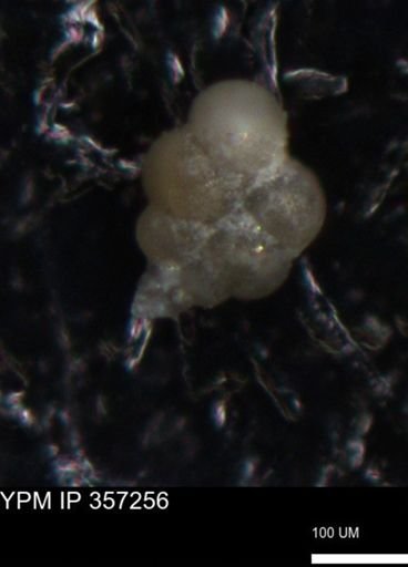 undet. Foraminiferida