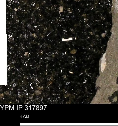undet. Mollusca