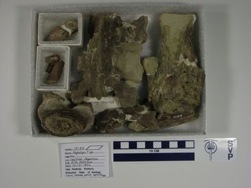 Hapalops