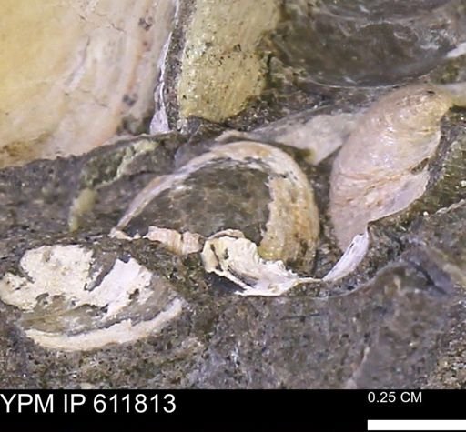 Protocardia sp.