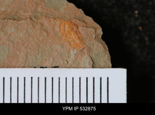 undet. Synziphosurina