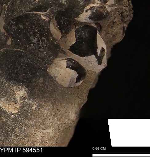 Protocardia sp.
