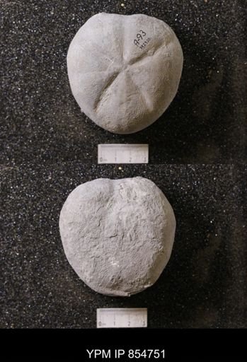 Macraster elegans