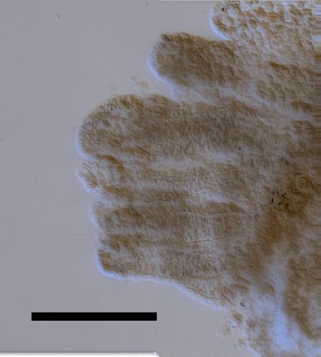 Rhizophysa filiformis