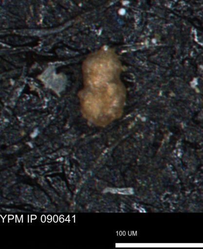 undet. Foraminiferida
