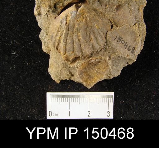 Orthorhynchula sp.