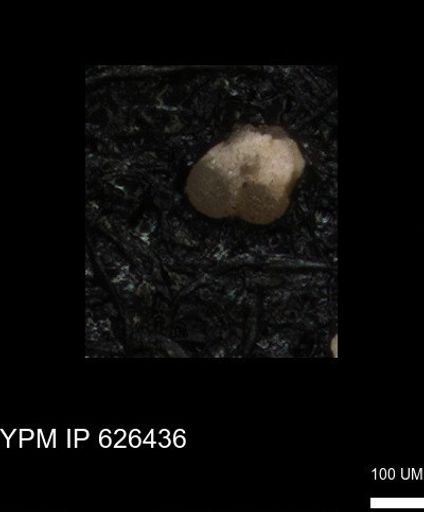 undet. Foraminiferida