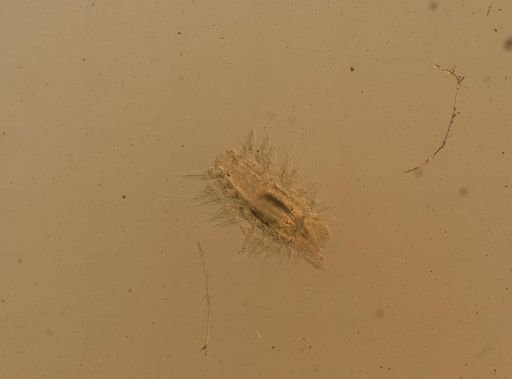 Antinoe?