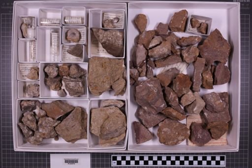 mixed taxa, stratigraphic collection
