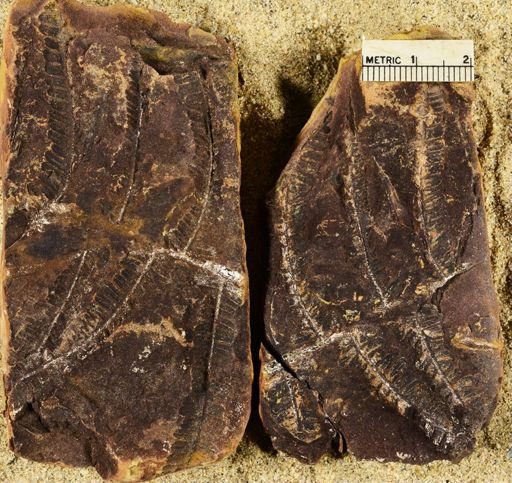 Pecopteris sp.