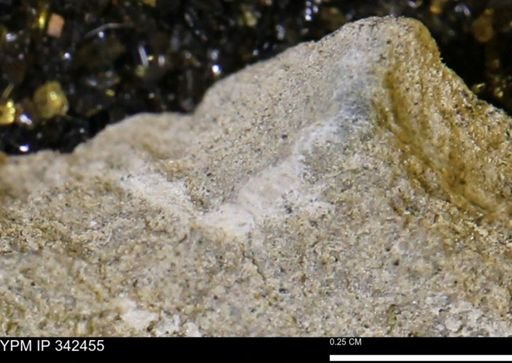 undet. Mollusca