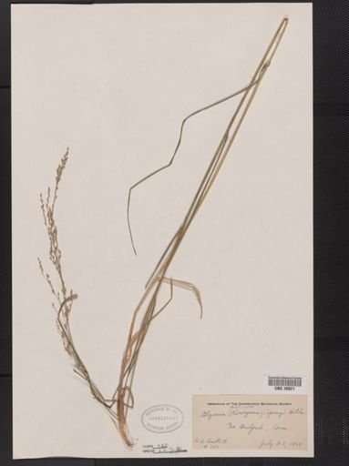 Glyceria melicaria