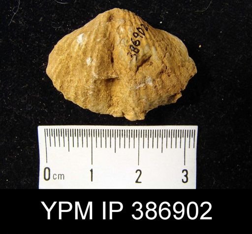 Concinnispirifer concinnus