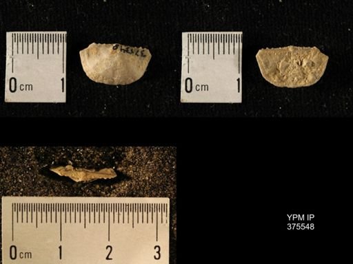Chonetes granulifer