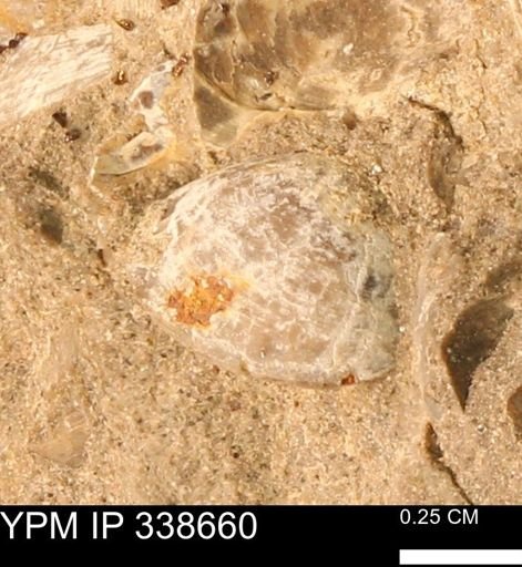 Protocardia subquadrata