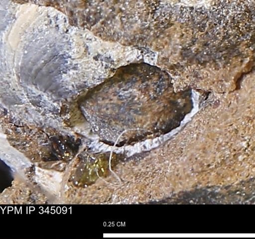 Limopsis striatopunctatus