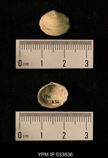Macoma calcarea