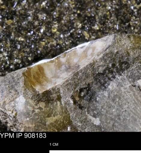 undet. Mollusca