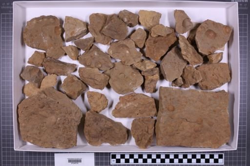 mixed taxa, stratigraphic collection