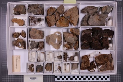 mixed taxa, stratigraphic collection