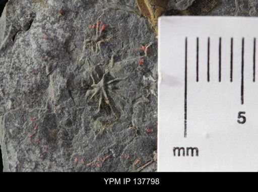 Eocystites primaevus