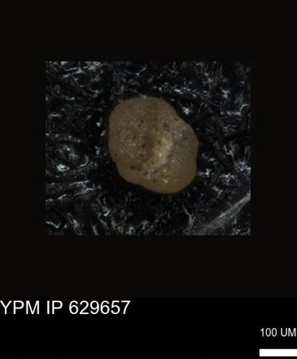 undet. Foraminiferida