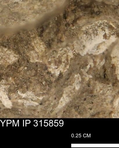 undet. Mollusca